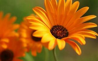 Gerbera HD Photography Wallpaper Flower