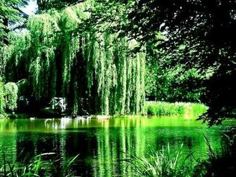 Weeping Willow Tree Wallpaper Image Search Results