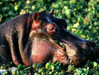 Hippopotamus Wallpaper