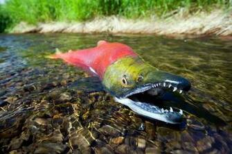 Ocean The Rivers Of Pacific Nw Juveniles Stay In Freshwater