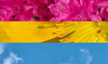 Pansexual Wallpaper Enjpg