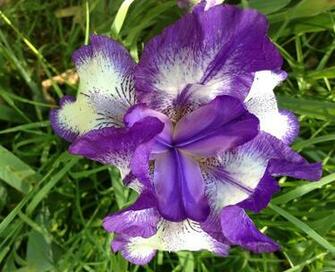 Pretty Purple Iris Wallpaper HD Uploaded By Mansi