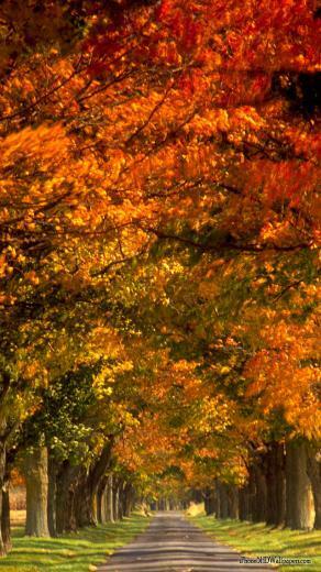iPhone Wallpaper Fall On Path