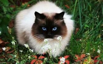 Siamese Cat HD Photography Wallpaper Siam