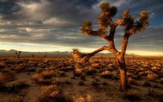 Desert Background With Cactus Wallpaper