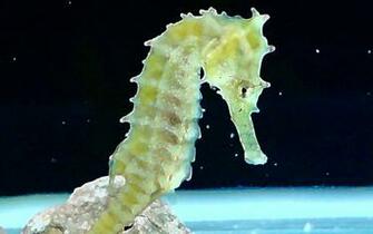 Seahorse Wallpaper Animals Town