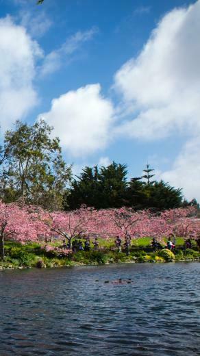 Spring Wallpaper Nature Flowers Ultra Widescreen Jpg