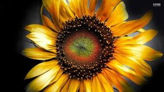 HD Sunflowers Lavender Wallpaper Car Pictures