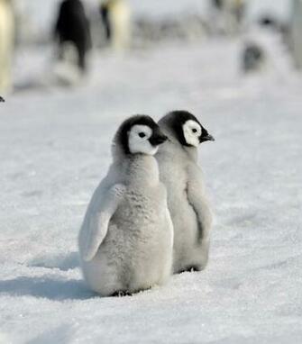 Baby Penguin Desktop Wallpaper HD Background