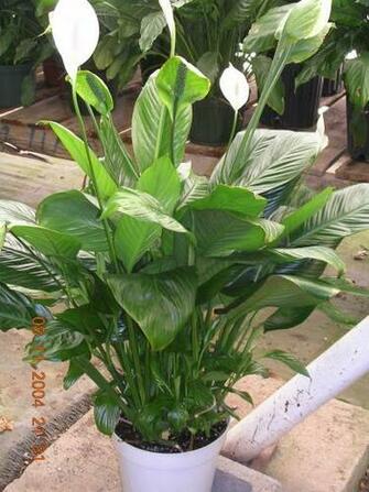 For Tropical Plants Or Other Plant Delivery Phoenix Delivers