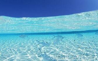 Maldives S Blue Sky And Turquoise Sea School Of Fish In Clear Water