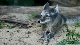 Gray Fox Wallpaper