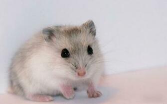 Hamsters Achtergronden Dieren HD Hamster Wallpaper Foto Jpg