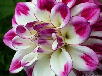 Pin Gerbera Daisy Desktop Daisies Wallpaper