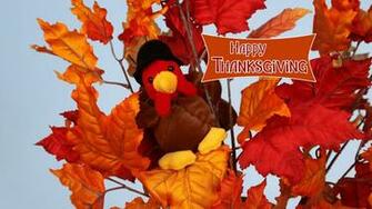 Turkey In Leaves Wallpaper Photos Kate Net Created