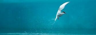 Bird Fb Cover Photo Wallpaper Covers Timeline