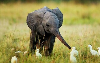 Baby Animals Wallpaper