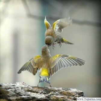 Bird Wallpaper HD Cute Love
