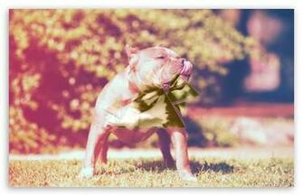 Pitbull Wallpaper
