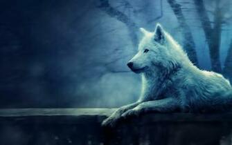 Wonderful White Wolf Wallpaper Full HD Pictures