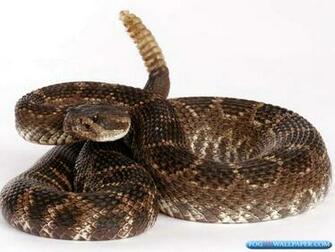 Rattle Snakes Photos Fog HD Wallpaper