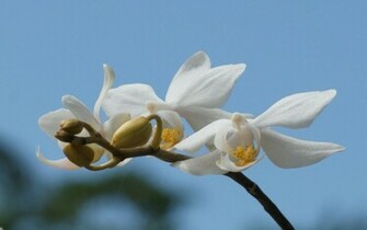 White Orchids Wallpaper