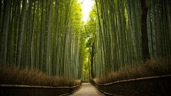 Bamboo Forest HD Wallpaper Net