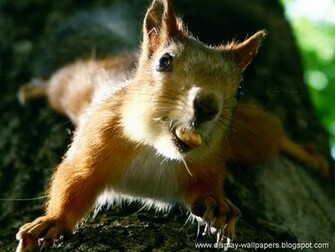 Wallpaper Squirrels Desktop