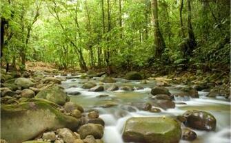 Mountain Stream Mural Finest Wallpaper