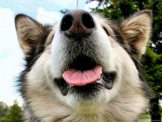 Malamute Wallpaper