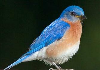 Eastern Bluebird 10 Jpg