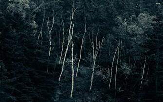 Dark Woods Wallpaper