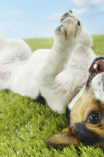 Jack Russell Terrier Desktop Wallpaper