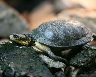 Turtle Thewallpaper Desktop Wallpaper For HD Widescreen And