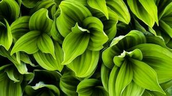 Beautiful Green Leaves Plant HD Wallpaper Unique