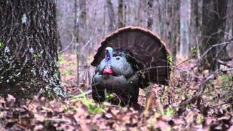 Spring Gobbler Wallpaper Top Background