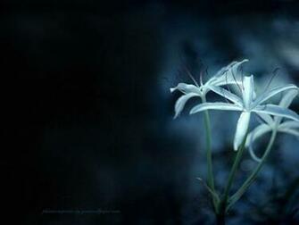 Flower Wallpaper For Desktop