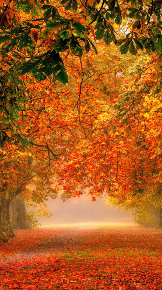 Leaves iPhone Wallpaper
