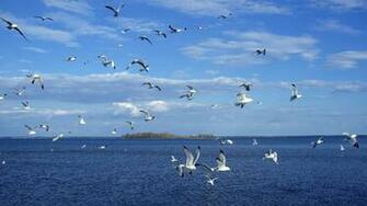 Birds On Sea Wallpaper HD