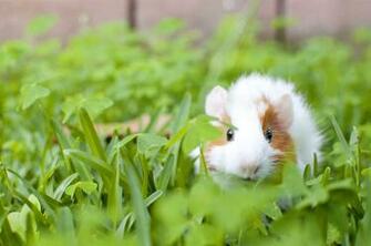 Guinea Pig Computer Wallpaper Desktop Background Id