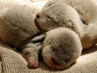Incredibly Cute Baby Animal Pictures Around The World Abduzeedo