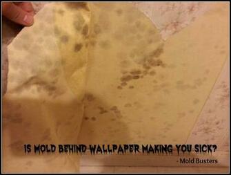 Inspect A Home For Mold Busters