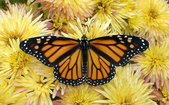 Monarch Butterfly Wallpaper