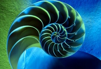 Nautilus Wallpaper