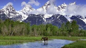 Moose Wallpaper Background