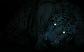 Tiger Png
