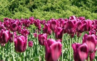 Purple Tulip Wallpaper HD Flowers