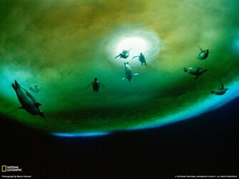 Unique Wallpaper Most Famous National Geographic HD