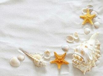 Seashells Wallpaper Collection