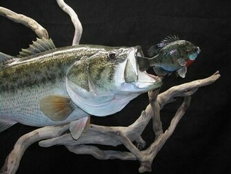 Sauger Mount And Large Mouth Bass Reproduction Pro Fish